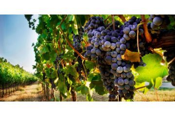Misure fitosanitarie d&#39;emergenza per il contrasto alla flavescenza dorata